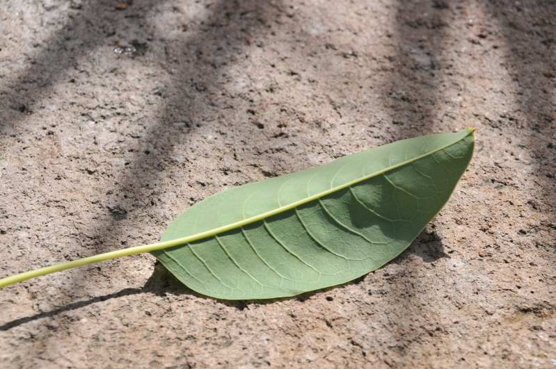 Phytolacca dioica L.